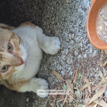 Foto 1/1 Gato encontrado Encontrado en La coupiane