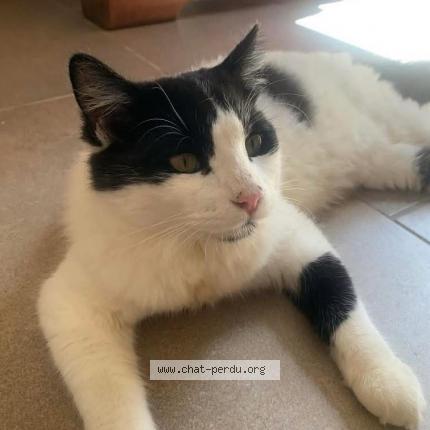 Foto 1/2 Hyun Chat perdido en Saint joseph