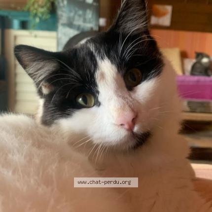 Foto 2/2 Hyun Chat perdido en Saint joseph