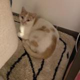 Foto del gato perdido en Savigny