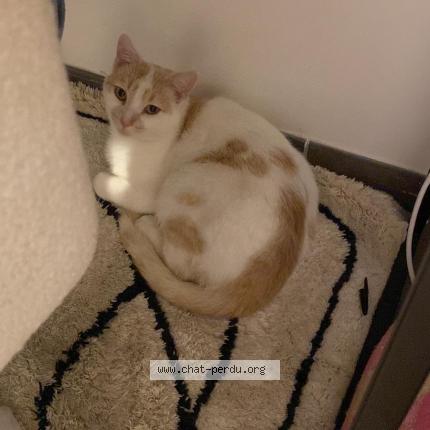 Foto 1/1 Merlin Chat perdido en Savigny