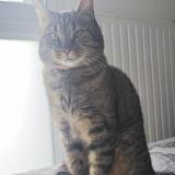 Foto del gato perdido en Orgeres