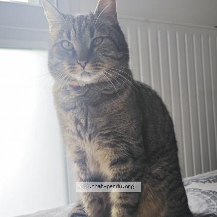 Foto 1/1 Néo Chat perdido en Orgeres