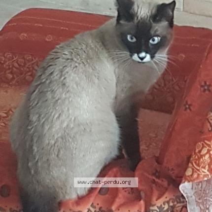 Foto 1/1 Minette Chat perdido en Montrabe