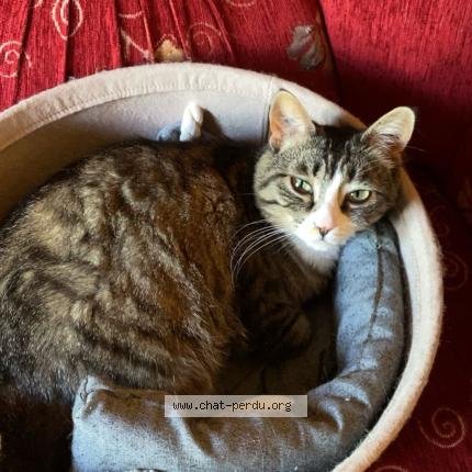 Foto 1/1 Nina Chat perdido en Corbeil essonne