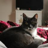 Foto del gato perdido en Derval