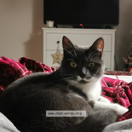 Foto 1/1 Lilas Chat perdido en Derval