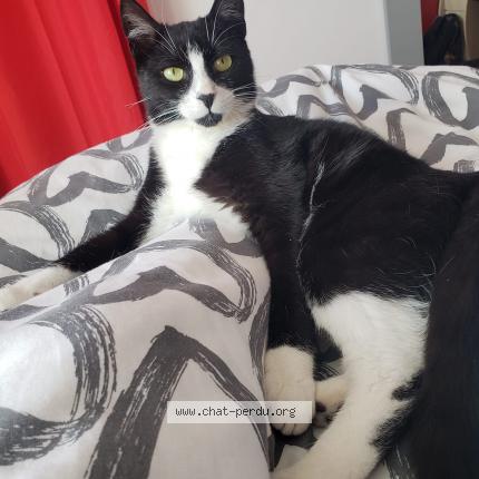 Foto 1/1 Pepper Chat perdido en Yzeure