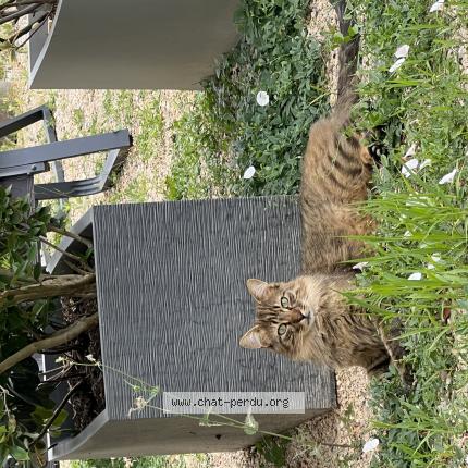 Foto 1/1 Koda Chat perdido en Saint laurent d agny