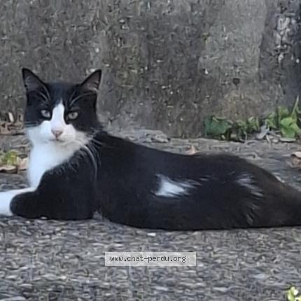 Foto 1/1 Blancoca Chat perdido en Vwrvier