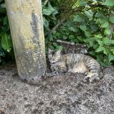 Foto del gato perdido en Saint Crepin D Auberoche