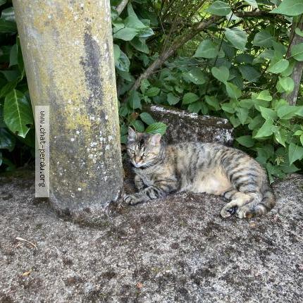 Foto 1/1 Pixie Chat perdido en Saint crepin d auberoche