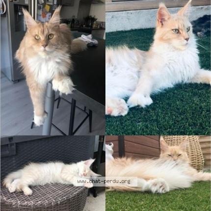 Foto 1/1 SHANA Chat perdido en Boigny sur bionne