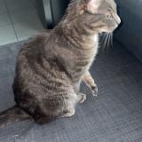 Foto del gato perdido en Saint Julien En Genevois