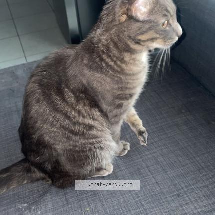 Foto 1/1 Yuki Chat perdido en Saint julien en genevois