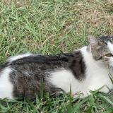 Foto del gato perdido en Saint Lys