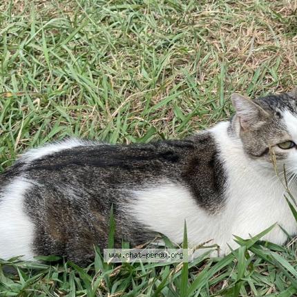 Foto 1/1 Mushu Chat perdido en Saint lys