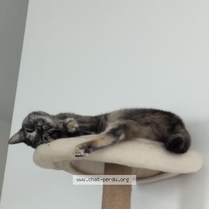 Foto 1/1 Choukette Chat perdido en Lesquin