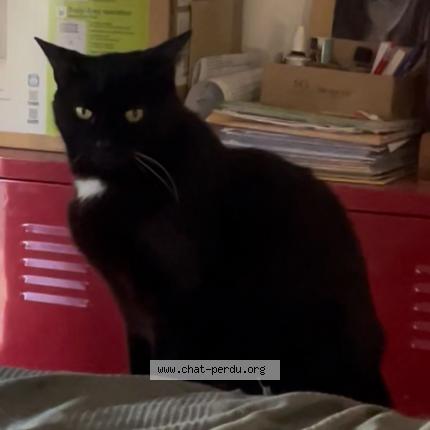 Foto 1/1 Mistic Chat perdido en Valence