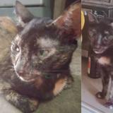 Foto del gato perdido en Marikina City