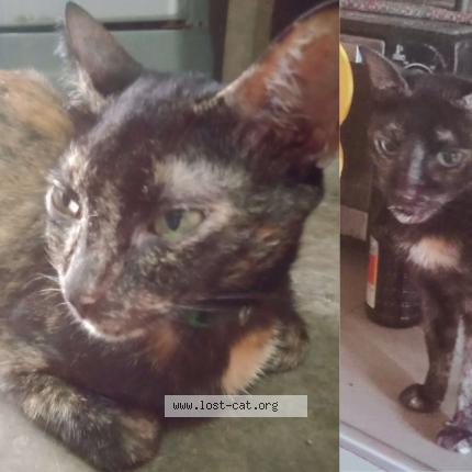 Foto 1/1 Echa Chat perdido en Marikina city