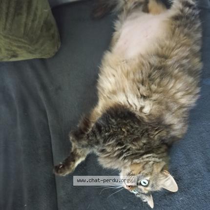 Foto 1/1 Guillaume Terral Chat perdido en Gaillac