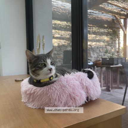 Foto 1/1 Mika Chat perdido en Bagneaux