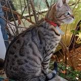 Foto del gato perdido en Ahuy