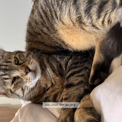 Foto 1/1 Lookie Chat perdido en Montreuil sur maine