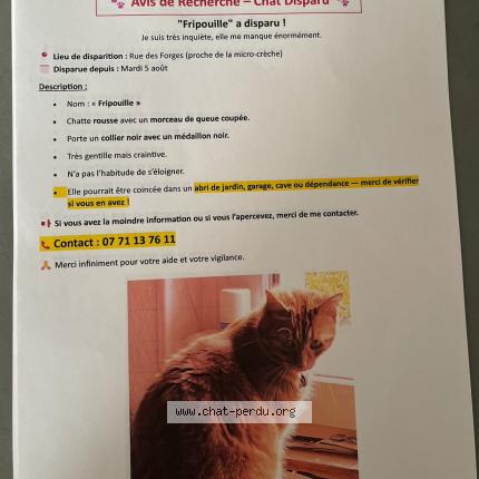 Foto 1/1 Fripouille Chat perdido en Jougne
