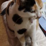 Foto del gato perdido en Inzinzac Lochrist