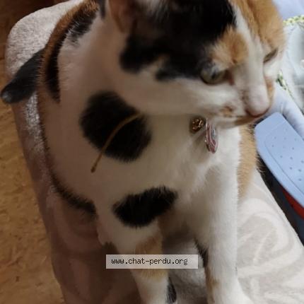 Foto 1/1 Roxie Chat perdido en Inzinzac lochrist