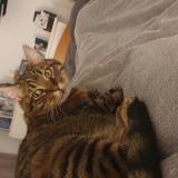 Foto del gato perdido en Dammartin En Goele