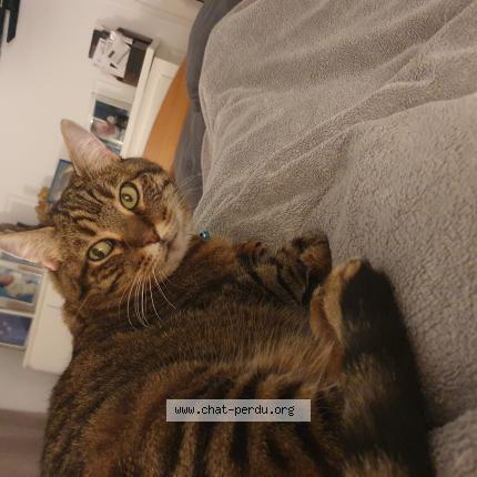 Foto 1/1 Nyna Chat perdido en Dammartin en goele