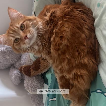 Foto 1/1 Ulysse Chat perdido en Le cannet