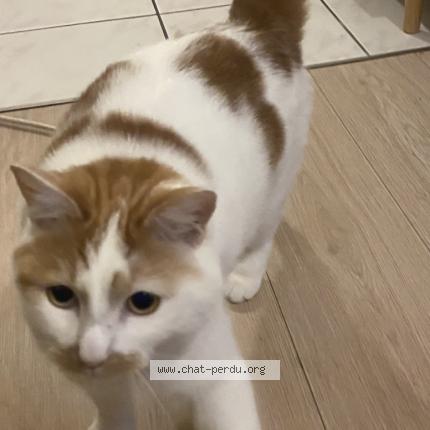 Foto 1/1 Oda Chat perdido en Reze