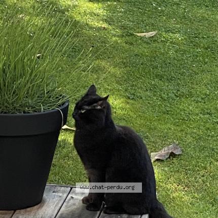 Foto 1/1 Gaston Chat perdido en Biscarrosse