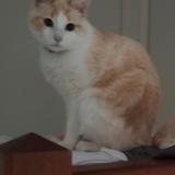 Foto del gato perdido en Don