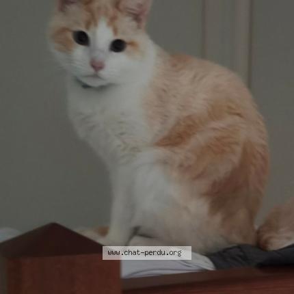 Foto 1/1 Uber Chat perdido en Don