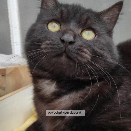 Foto 1/1 UZU Chat perdido en Thouars