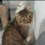 Foto del gato perdido en Saint Michel En L Herm