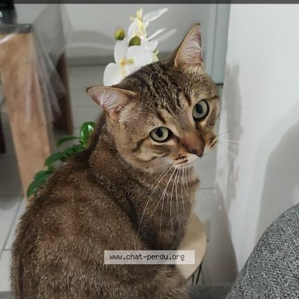 Foto 1/1 Neko Chat perdido en Saint michel en l herm