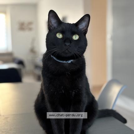 Foto 1/1 Tango Chat perdido en Mondelange