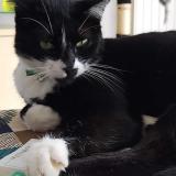 Foto del gato perdido en Bruz