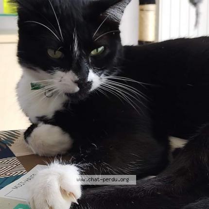 Foto 1/5 Réglisse Chat perdido en Bruz