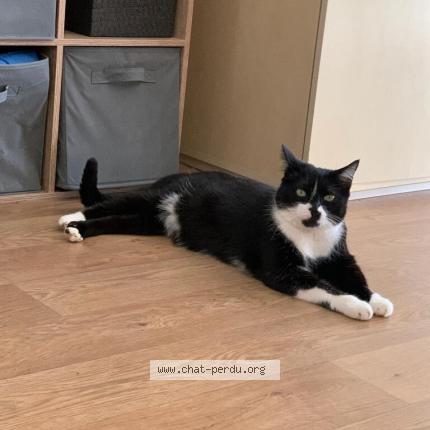 Foto 2/5 R&eacute;glisse Chat perdido en Bruz