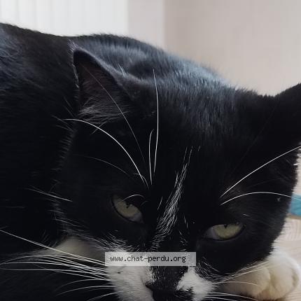 Foto 3/5 Réglisse Chat perdido en Bruz