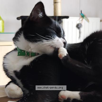 Foto 4/5 Réglisse Chat perdido en Bruz