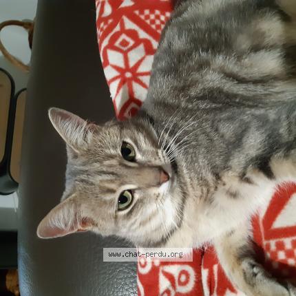 Foto 1/1 UNIK Chat perdido en Mejannes les ales