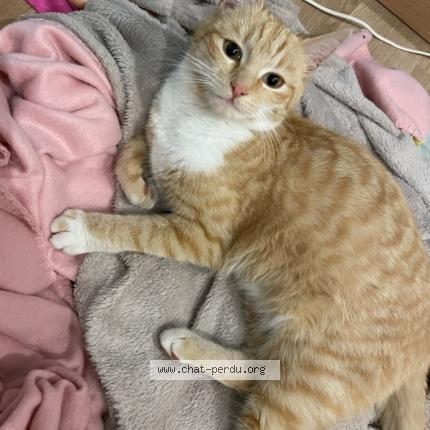 Foto 1/1 Zora Chat perdido en Rossfeld